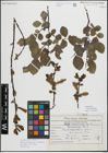 Foto von Salix myrsinifolia Salisb.